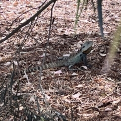 Intellagama lesueurii howittii (Gippsland Water Dragon) at ANBG - 20 Nov 2023 by courtneyb