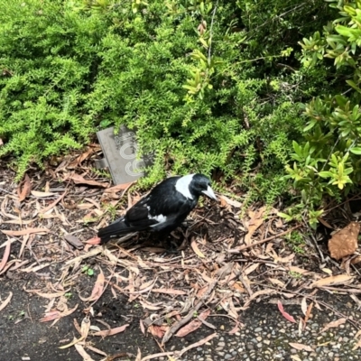 Gymnorhina tibicen (Australian Magpie) at ANBG - 20 Nov 2023 by courtneyb