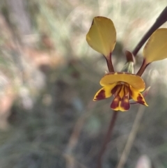 Diuris semilunulata at Namadgi National Park - suppressed