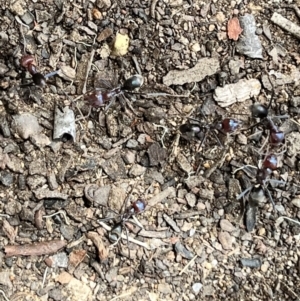 Iridomyrmex purpureus at Acton, ACT - 20 Nov 2023