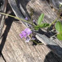 Glycine clandestina (Twining Glycine) at Namadgi National Park - 19 Nov 2023 by JaneR