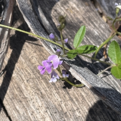 Glycine clandestina (Twining Glycine) at Namadgi National Park - 19 Nov 2023 by JaneR