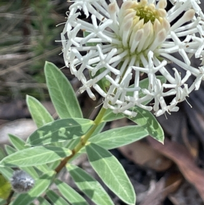Pimelea treyvaudii (Grey Riceflower) at Namadgi National Park - 19 Nov 2023 by JaneR