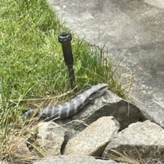 Tiliqua scincoides scincoides (Eastern Blue-tongue) at Harolds Cross, NSW - 20 Nov 2023 by Anitra