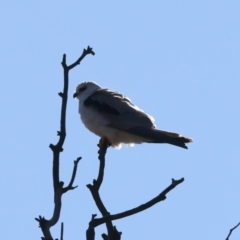 Elanus axillaris (Black-shouldered Kite) at Goorooyarroo NR (ACT) - 27 Jul 2023 by jb2602