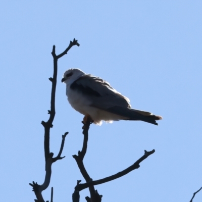 Elanus axillaris (Black-shouldered Kite) at Kenny, ACT - 27 Jul 2023 by jb2602