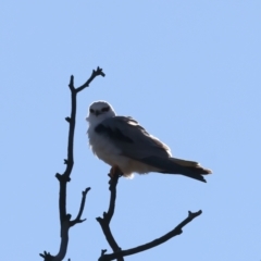 Elanus axillaris at Goorooyarroo NR (ACT) - 27 Jul 2023