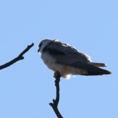 Elanus axillaris at Goorooyarroo NR (ACT) - 27 Jul 2023 11:51 AM