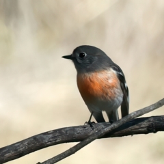 Petroica boodang (Scarlet Robin) at Majura, ACT - 27 Jul 2023 by jb2602