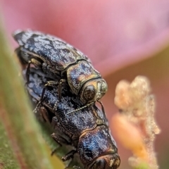 Diphucrania sp. (genus) (Jewel Beetle) at Coombs, ACT - 20 Nov 2023 by Miranda