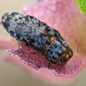 Diphucrania sp. (genus) at Holder Wetlands - 20 Nov 2023 01:13 PM