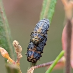 Diphucrania sp. (genus) at Holder Wetlands - 20 Nov 2023 01:13 PM