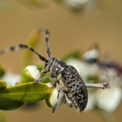 Ancita marginicollis (A longhorn beetle) at Coombs, ACT - 20 Nov 2023 by Miranda