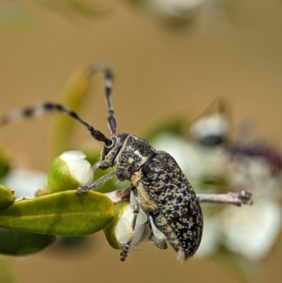 Ancita marginicollis (A longhorn beetle) at Holder Wetlands - 20 Nov 2023 by Miranda