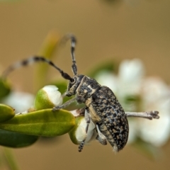 Ancita marginicollis at Holder Wetlands - 20 Nov 2023