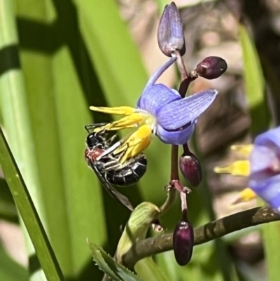 Lasioglossum (Callalictus) callomelittinum (Halictid bee) at Acton, ACT - 19 Nov 2023 by JanetRussell