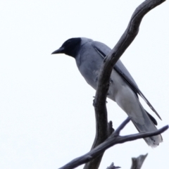 Coracina novaehollandiae (Black-faced Cuckooshrike) at Block 402 - 20 Nov 2023 by Kurt