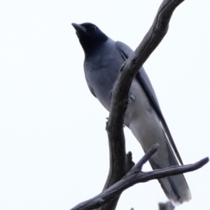 Coracina novaehollandiae at Bluetts Block (402, 403, 12, 11) - 20 Nov 2023 11:20 AM