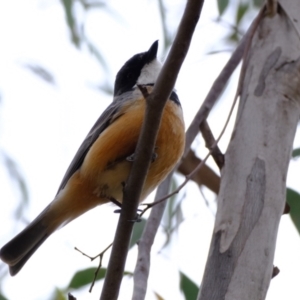 Pachycephala rufiventris at Block 402 - 20 Nov 2023