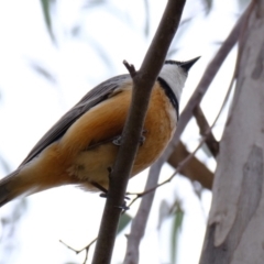 Pachycephala rufiventris at Block 402 - 20 Nov 2023