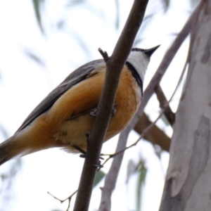 Pachycephala rufiventris at Block 402 - 20 Nov 2023