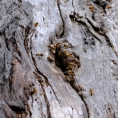 Apis mellifera (European honey bee) at Stromlo, ACT - 20 Nov 2023 by Kurt