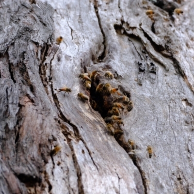 Apis mellifera (European honey bee) at Block 402 - 20 Nov 2023 by Kurt