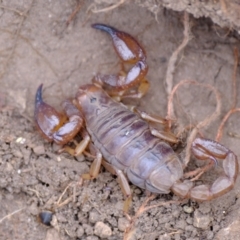 Urodacus manicatus (Black Rock Scorpion) at Stromlo, ACT - 19 Nov 2023 by Kurt