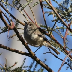 Acanthiza pusilla (Brown Thornbill) at Majura, ACT - 27 Jul 2023 by jb2602