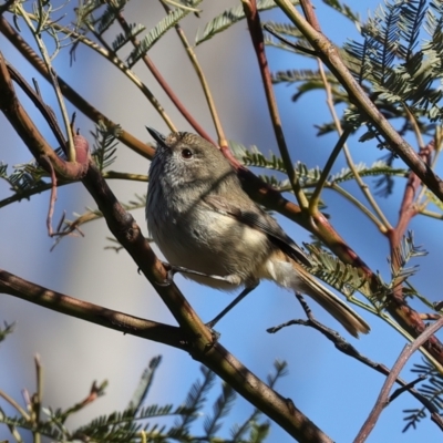 Acanthiza pusilla (Brown Thornbill) at Goorooyarroo NR (ACT) - 27 Jul 2023 by jb2602