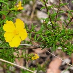 Unidentified Other Shrub at Wingecarribee Local Government Area - 20 Nov 2023 by trevorpreston