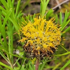 Isopogon anemonifolius (Common Drumsticks) at Hill Top - 20 Nov 2023 by trevorpreston