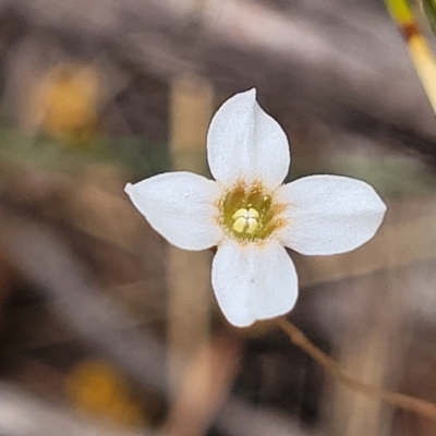 Mitrasacme polymorpha (Varied Mitrewort) at Wingecarribee Local Government Area - 20 Nov 2023 by trevorpreston