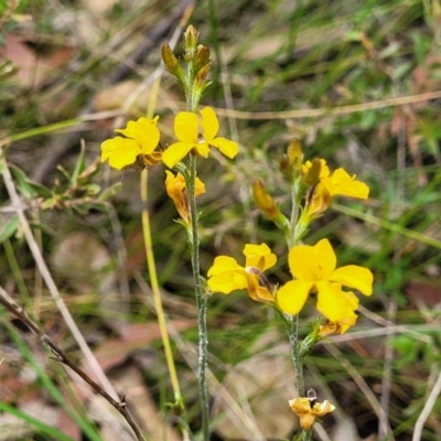 Goodenia bellidifolia subsp. bellidifolia (Daisy Goodenia) at Wingecarribee Local Government Area - 20 Nov 2023 by trevorpreston