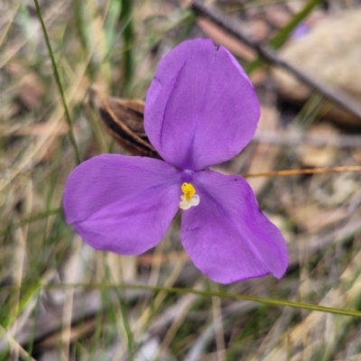 Patersonia sericea (Silky Purple-flag) at Hill Top - 20 Nov 2023 by trevorpreston