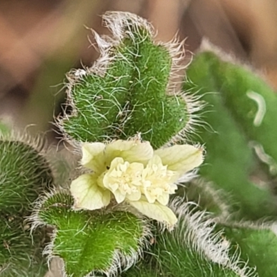 Xanthosia pilosa (Woolly Xanthosia) at Wingecarribee Local Government Area - 20 Nov 2023 by trevorpreston