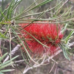 Melaleuca linearis (Narrow-leaved Bottlebrush) at Wingecarribee Local Government Area - 20 Nov 2023 by trevorpreston