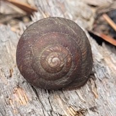 Sauroconcha sheai (Woronora Woodland Snail) at Wingecarribee Local Government Area - 20 Nov 2023 by trevorpreston