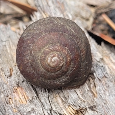 Sauroconcha sheai (Woronora Woodland Snail) at Wingecarribee Local Government Area - 20 Nov 2023 by trevorpreston