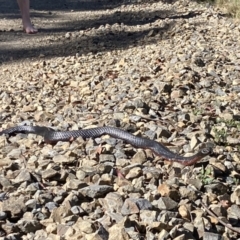 Pseudechis porphyriacus (Red-bellied Black Snake) at Brindabella, NSW - 18 Nov 2023 by PeterCaley