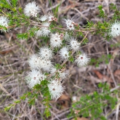 Kunzea ambigua (White Kunzea) at Balmoral - 20 Nov 2023 by trevorpreston