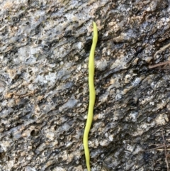 Artioposthia howitti (Howitt's planarian) at Namadgi National Park - 5 Nov 2023 by PeterCaley