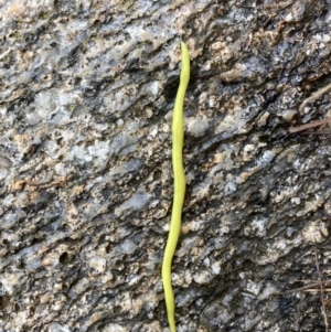 Artioposthia howitti at Namadgi National Park - 5 Nov 2023 11:36 AM