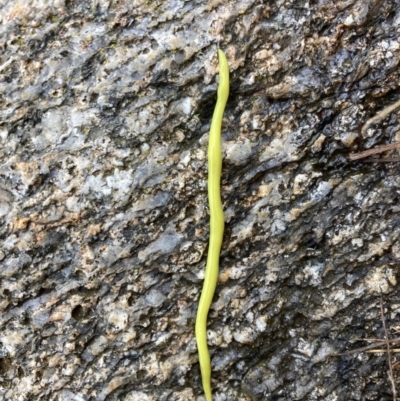 Artioposthia howitti (Howitt's planarian) at Cotter River, ACT - 5 Nov 2023 by PeterCaley