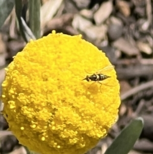 Australiphthiria hilaris at ANBG - 19 Nov 2023 11:58 AM