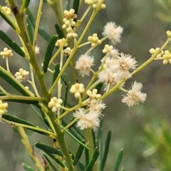 Acacia linifolia (White Wattle) at Balmoral - 20 Nov 2023 by trevorpreston
