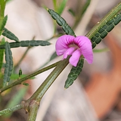 Mirbelia rubiifolia (Heathy Mirbelia) at Balmoral - 20 Nov 2023 by trevorpreston