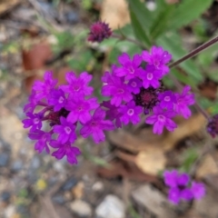 Verbena rigida (Veined Verbena) at Wollondilly Local Government Area - 20 Nov 2023 by trevorpreston