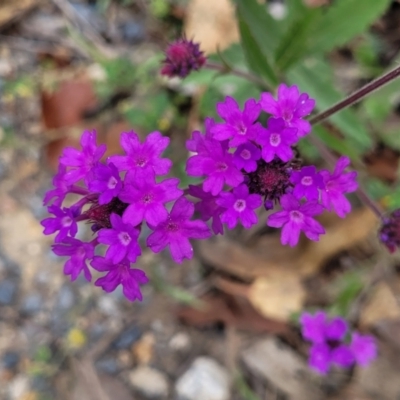 Verbena rigida (Veined Verbena) at Wollondilly Local Government Area - 20 Nov 2023 by trevorpreston