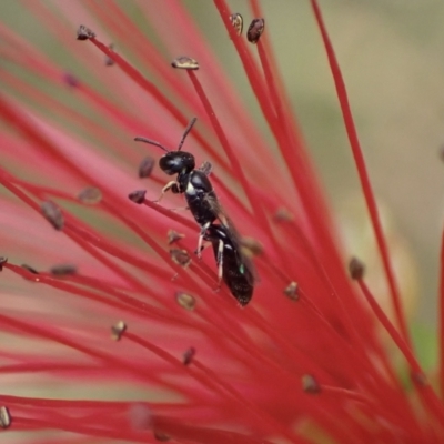 Hylaeus (Prosopisteron) minusculus (Hylaeine colletid bee) at Murrumbateman, NSW - 20 Nov 2023 by SimoneC